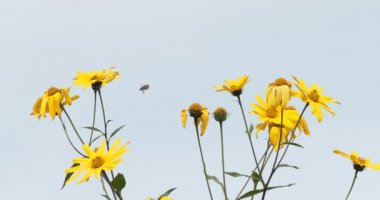 Arılar. Beyaz bir arka planda rüzgarda sallanan enginar çiçekleri üzerinde arılar.