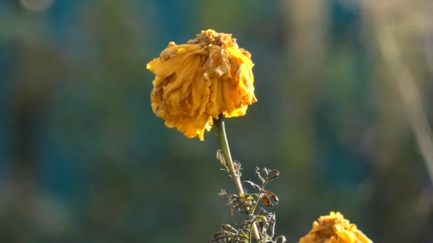 Herfst Een Verwelkte Herfst Bloem Zwaait Wind — Stockvideo