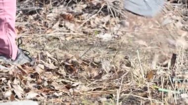 Bahçede çalış. Bahçede bir tırmıkla eski kuru yaprakları kazıyarak yığının içine atan bir adamın ayakları. Yakın çekim..