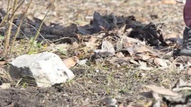 Bahçede çalış. Bahçede bir tırmıkla eski kuru yaprakları kazıyarak yığının içine atan bir adamın ayakları. Yakın çekim..