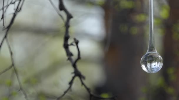 Bonsaï Abstraction Une Goutte Verre Oscille Dans Vent Sur Fond — Video