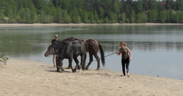 Novosibirsk ロシア シベリア 2020年5月13日 バード川の近くの砂の上を馬で歩く男と女 — ストック動画