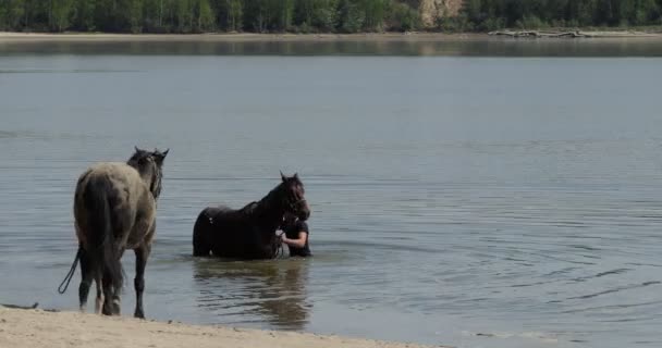 Cavalli Una Donna Bagnare Cavallo Fiume Vicino Una Spiaggia Sabbia — Video Stock