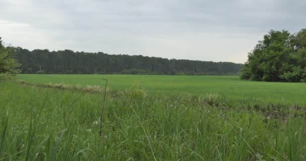 Cyklister Cykling Man Och Kvinna Cyklar Fältväg Ett Landsbygdsområde — Stockvideo