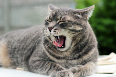 Zarif kedi esneme rahatlatıcı güzel gri