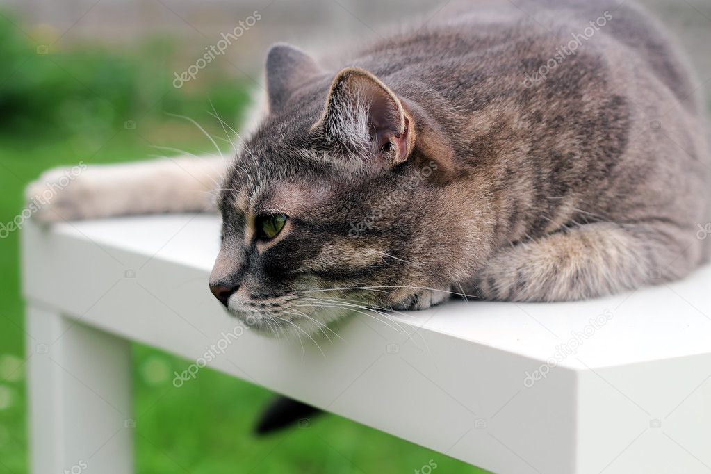 Beautiful gray  relaxing  elegant cat