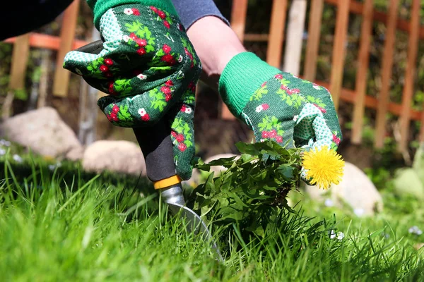 Een man trekken paardebloem / onkruid uit van de lening van gras. Lente — Stockfoto