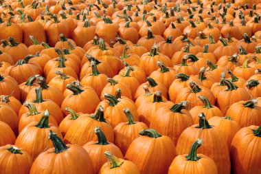 Tarlada bir sürü balkabağı var. Halloween