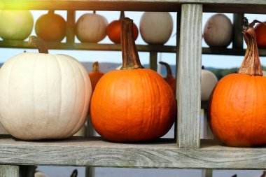 Olgun Pumpkins bir rafta. Cadılar Bayramı