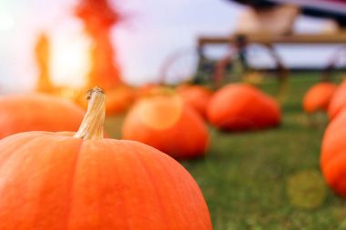 Olgun Pumpkins bir alanda. Cadılar Bayramı