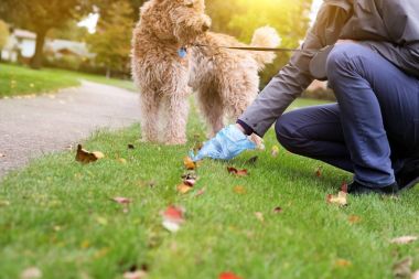 Adam alacak / köpek pisliği Temizleme