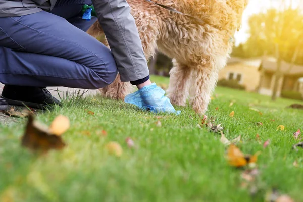 Man  Picking up / cleaning up dog droppings — Stock Photo, Image