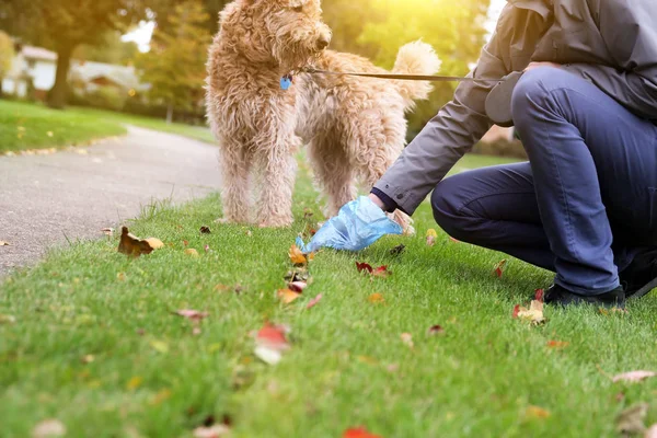 Mann sammelt Hundekot auf — Stockfoto