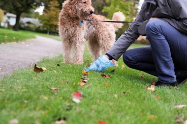 Adam alacak / köpek pisliği Temizleme