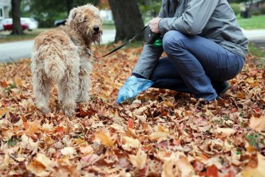 Adam alacak / köpek pisliği Temizleme