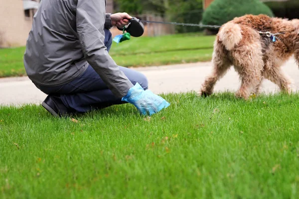 Hombre Recogiendo Limpiando Excrementos Perro —  Fotos de Stock