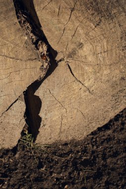 Kuru bir kütükteki uğur böceği çok yakındır. Güneş ışınlarının altında, kütüğün üzerinde bir böcek