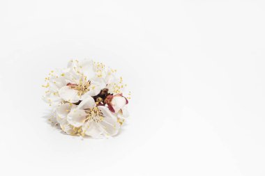 Beyaz yalıtılmış arka planda bir dalda beyaz kayısı çiçekleri. Bir yazıt için yer