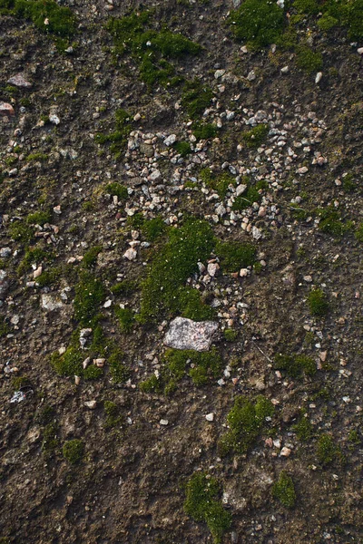 Green moss with granite on the ground view from above. Texture of raw post with greens and stones