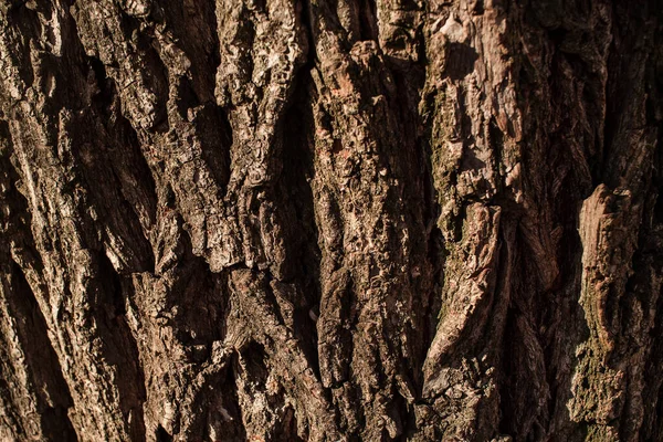 褐树树皮在阳光下是很近的 树柱的结构 — 图库照片