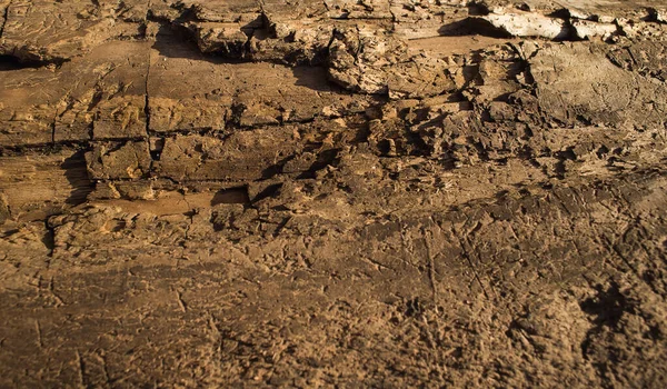 Textura Del Tronco Árbol Viejo Seco Cerca Patrón Madera Con —  Fotos de Stock