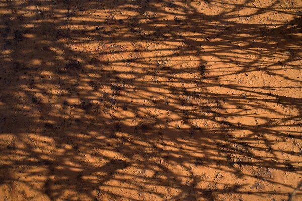 표면에 나뭇가지가 부식된 그림자 표면에 태양의 그림자처럼 — 스톡 사진
