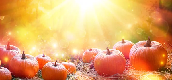 Thanksgiving Day Banner - Pumpkins In Field At Sunset — Stock Photo, Image