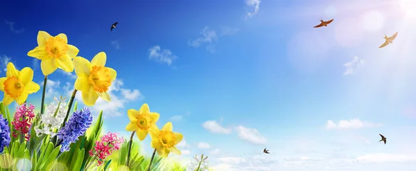 Spring And Easter Banner - Daffodils In The Fresh Lawn With Fly of Swallow — Stock Photo, Image