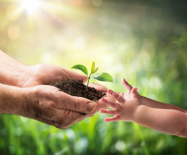 İhtiyar bir çocuk - çevre koruma için yeni nesil için veren genç bitki