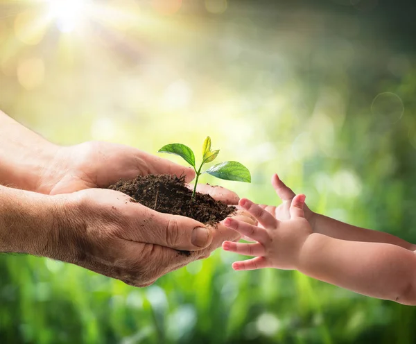 Viejo dando planta joven a un niño - Protección del medio ambiente para la nueva generación — Foto de Stock