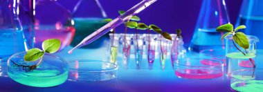 Biyoteknoloji ve GDO - Test tüpleri bitkilerde - Biyokimya Laboratuvarı
