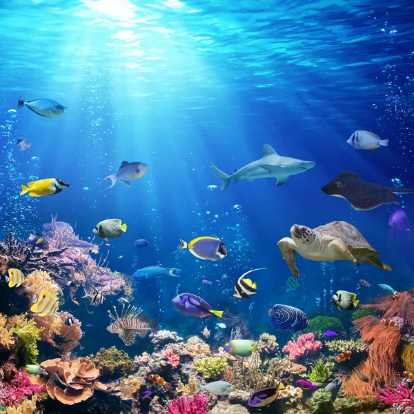 有珊瑚礁和热带鱼类的水下场景 — 图库照片