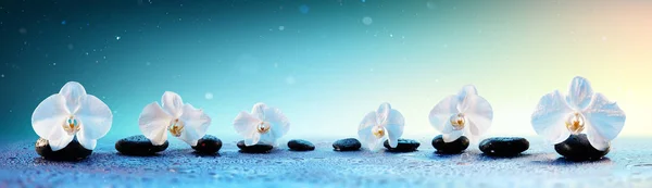 Orchids In Row On Spa Stones In Fresh Background — Stock Photo, Image