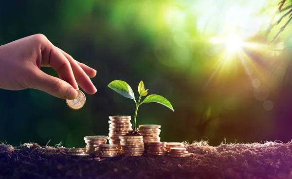 Plant Groeit Besparingen Munten Geld Investeringen Concept — Stockfoto