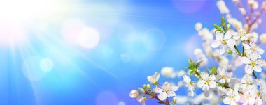 Bahar çiçek açan - badem kütükler üzerinde güneş ışığı