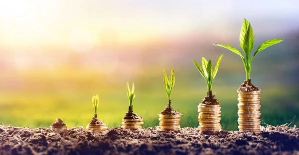 Växande Pengar Plant Coins Finansierings Och Investeringskoncept — Stockfoto