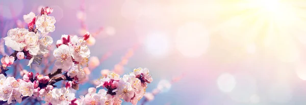 Pembe Çiçekleri Gündoğumu Bahar Çiçek Açan Gökyüzüne Karşı — Stok fotoğraf