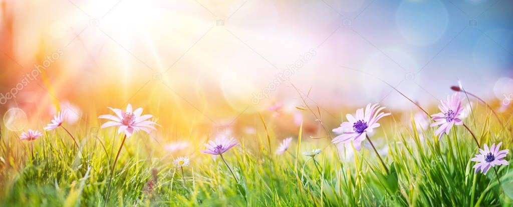 Daisies On Field - Abstract Spring Landscape