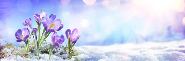 Crocus Květiny Rostou Tajícím Sněhu — Stock fotografie