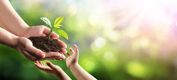 Vieja Mujer Dando Joven Planta Niño Protección Del Medio Ambiente —  Fotos de Stock