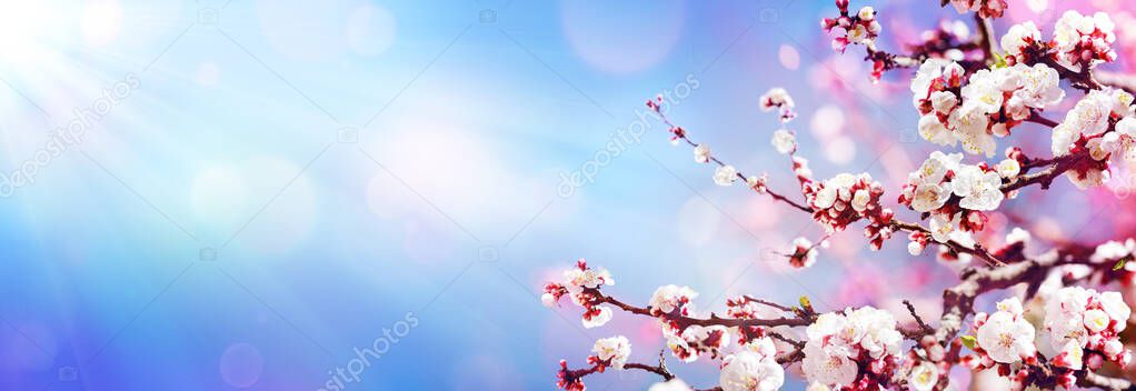 Blooming In Spring Almond Blossoms In Sunny Sky