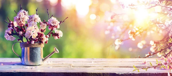 Roze Bloesems Gieter Bij Zonsopgang Voorjaar Achtergrond — Stockfoto