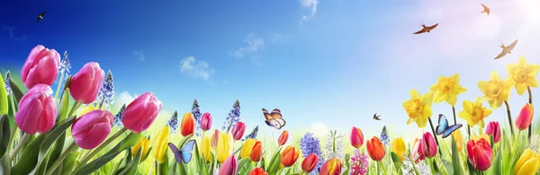 Tulipani Narcisi Nel Campo Soleggiato Fiori Primaverili — Foto Stock