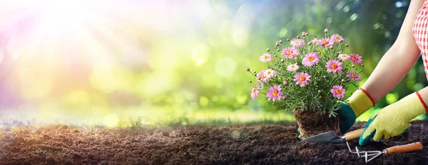 Inggris Gardener Planting Daisy Soil — Stok Foto