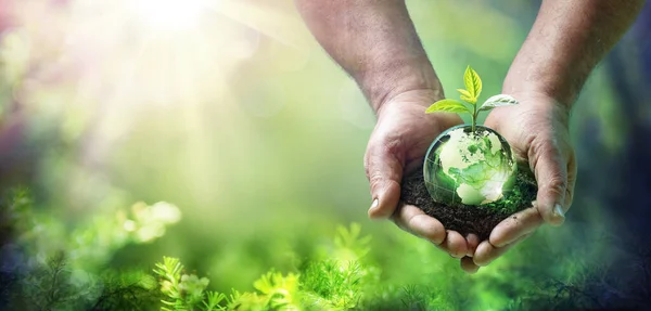 Día Tierra Crece Planta Vidrio Globo Bosque Verde Concepto Medio — Foto de Stock