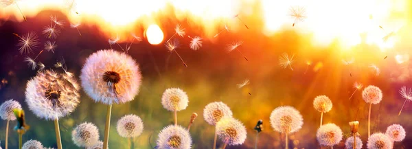 Maskrosfält Med Flygande Frön Vid Solnedgången — Stockfoto