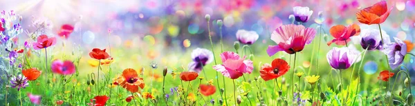 Poppies Het Zonnige Veld Met Abstracte Bokeh — Stockfoto