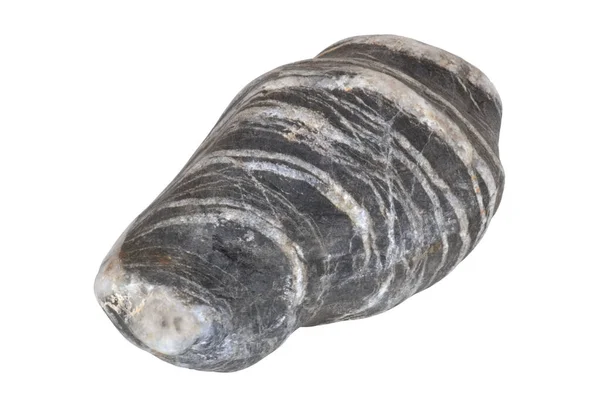 İzole edilmiş, deniz taşı, katmanlı dokusu olan bir stüdyoda çekilmiş..