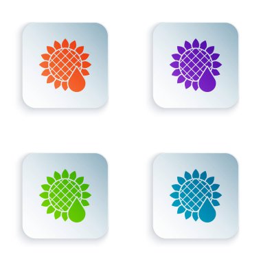 Beyaz arkaplanda izole edilmiş renkli ayçiçeği simgesi. Renkli kare düğmelere simgeleri yerleştir. Vektör İllüstrasyonu