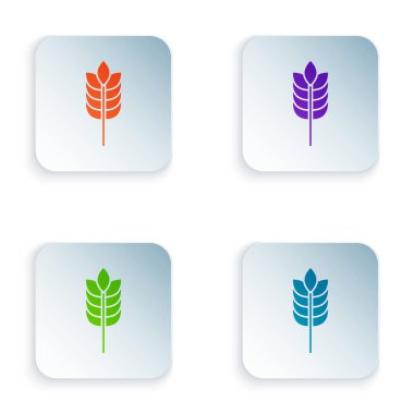 Renkli Tahıllar pirinç, buğday, mısır, yulaf, çavdar, arpa simgesi beyaz arka plan üzerinde izole ile ayarlanır. Buğday ekmeği sembolleri kulakları. Simgeleri renkli kare düğmelere ayarlayın. Vektör İllüstrasyonu